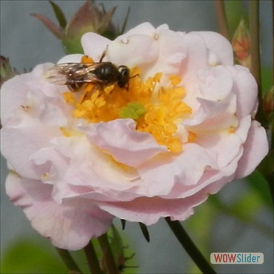 16Bee on Rose