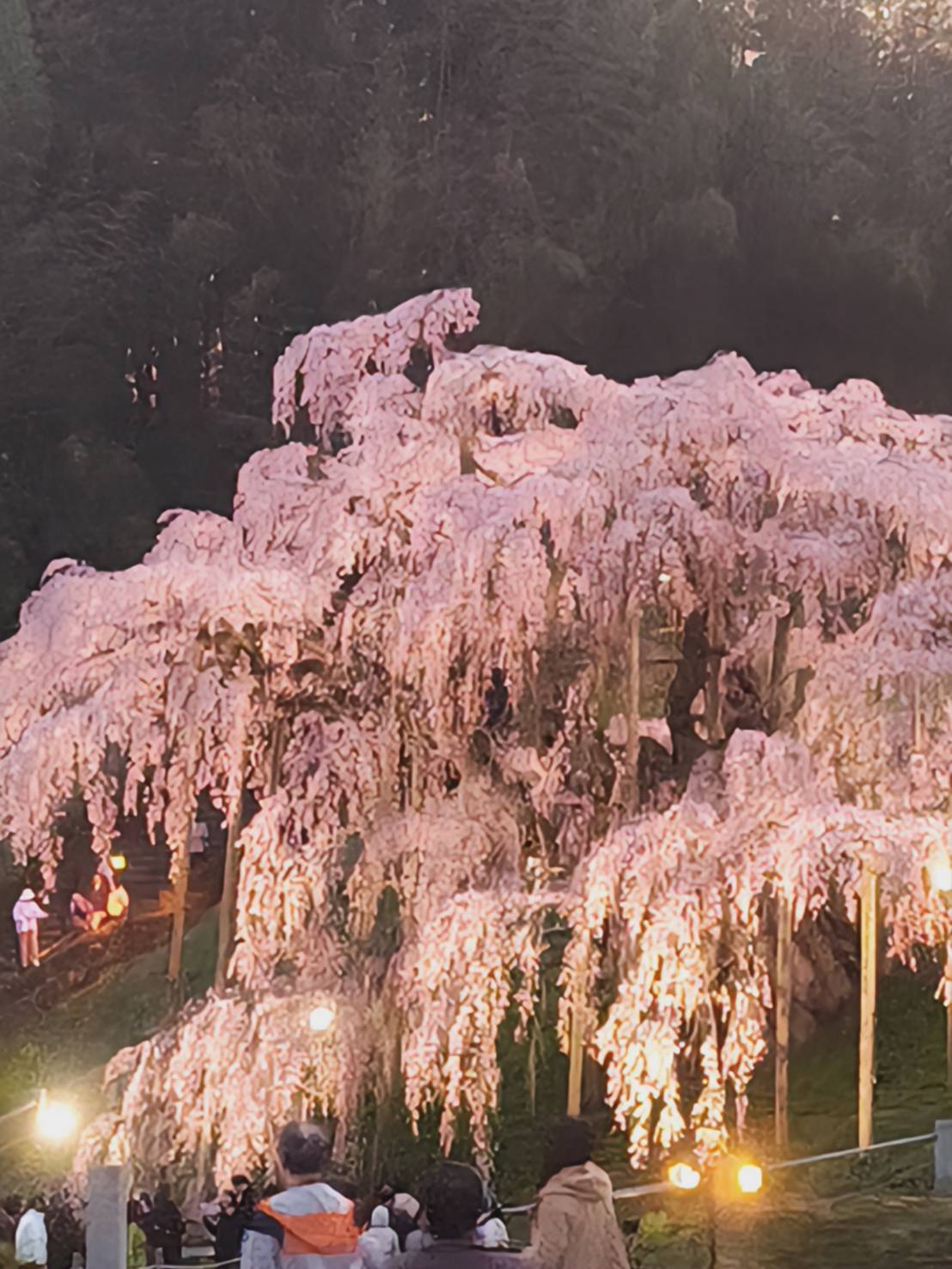 sakura
