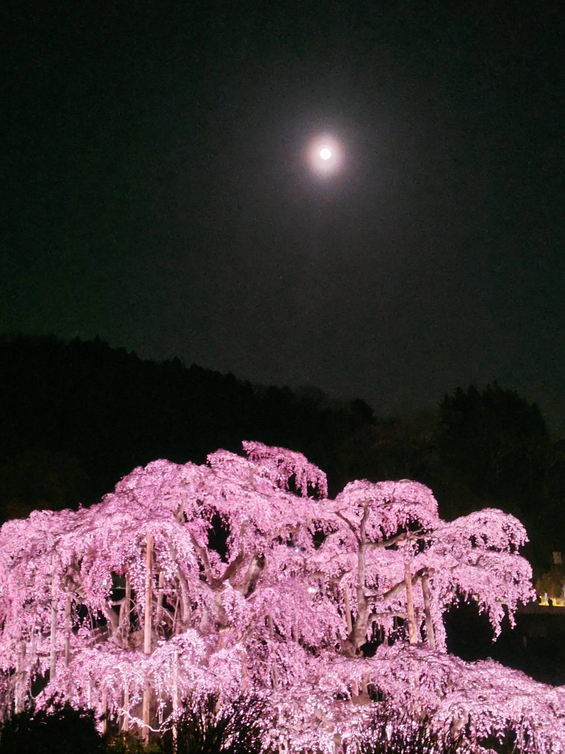 sakura