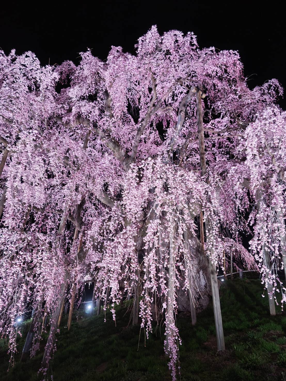 sakura