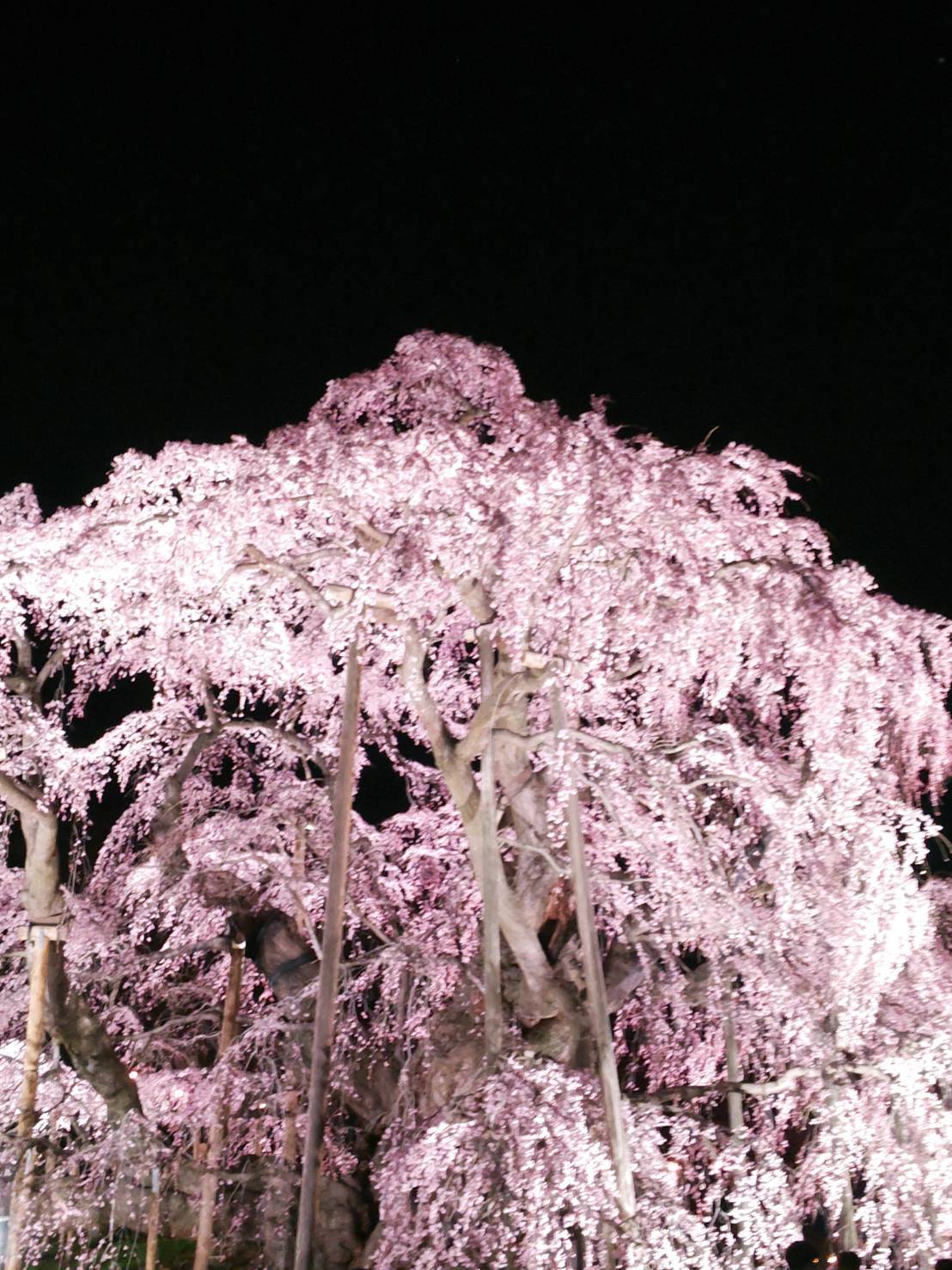 sakura