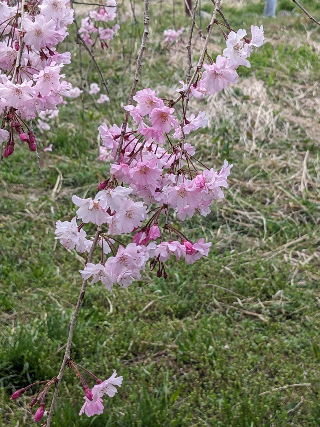 sakura