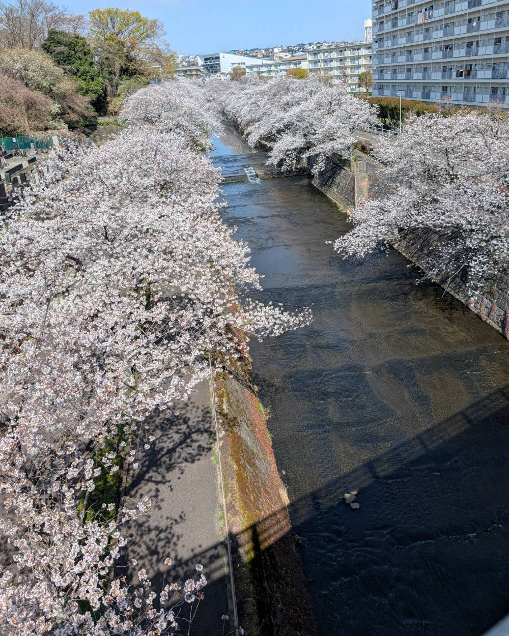 sakura