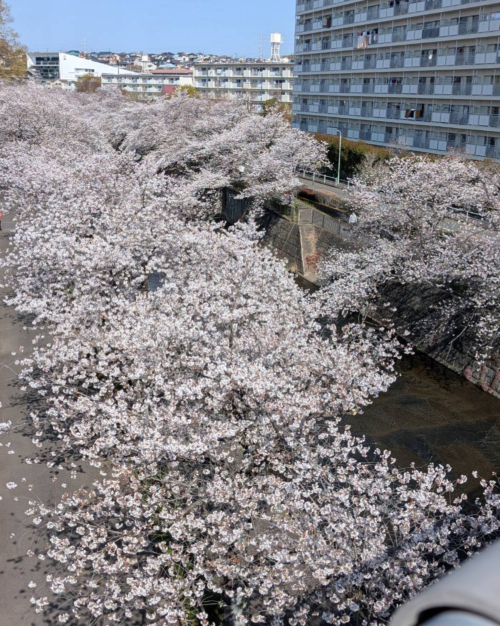 sakura