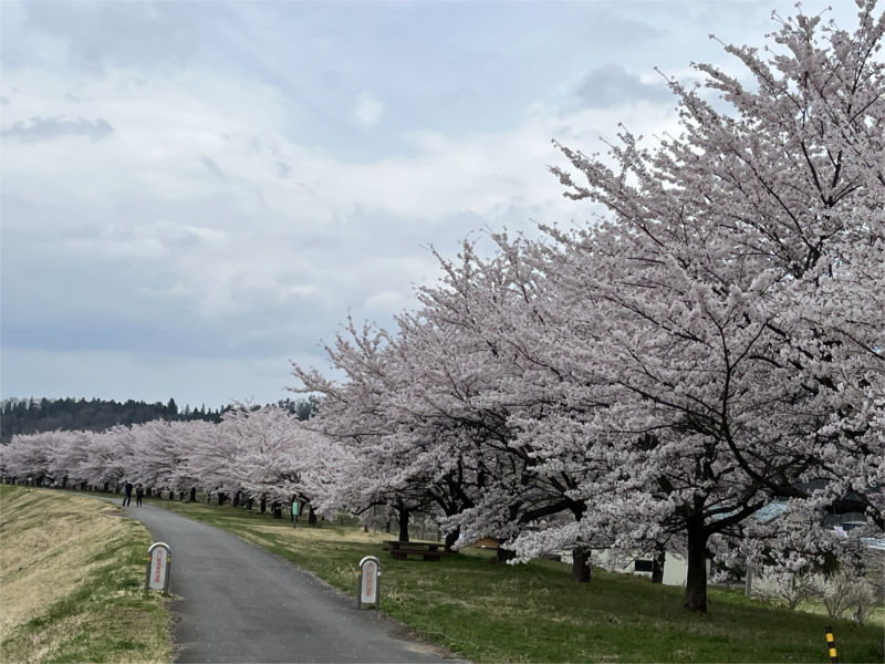 sakura