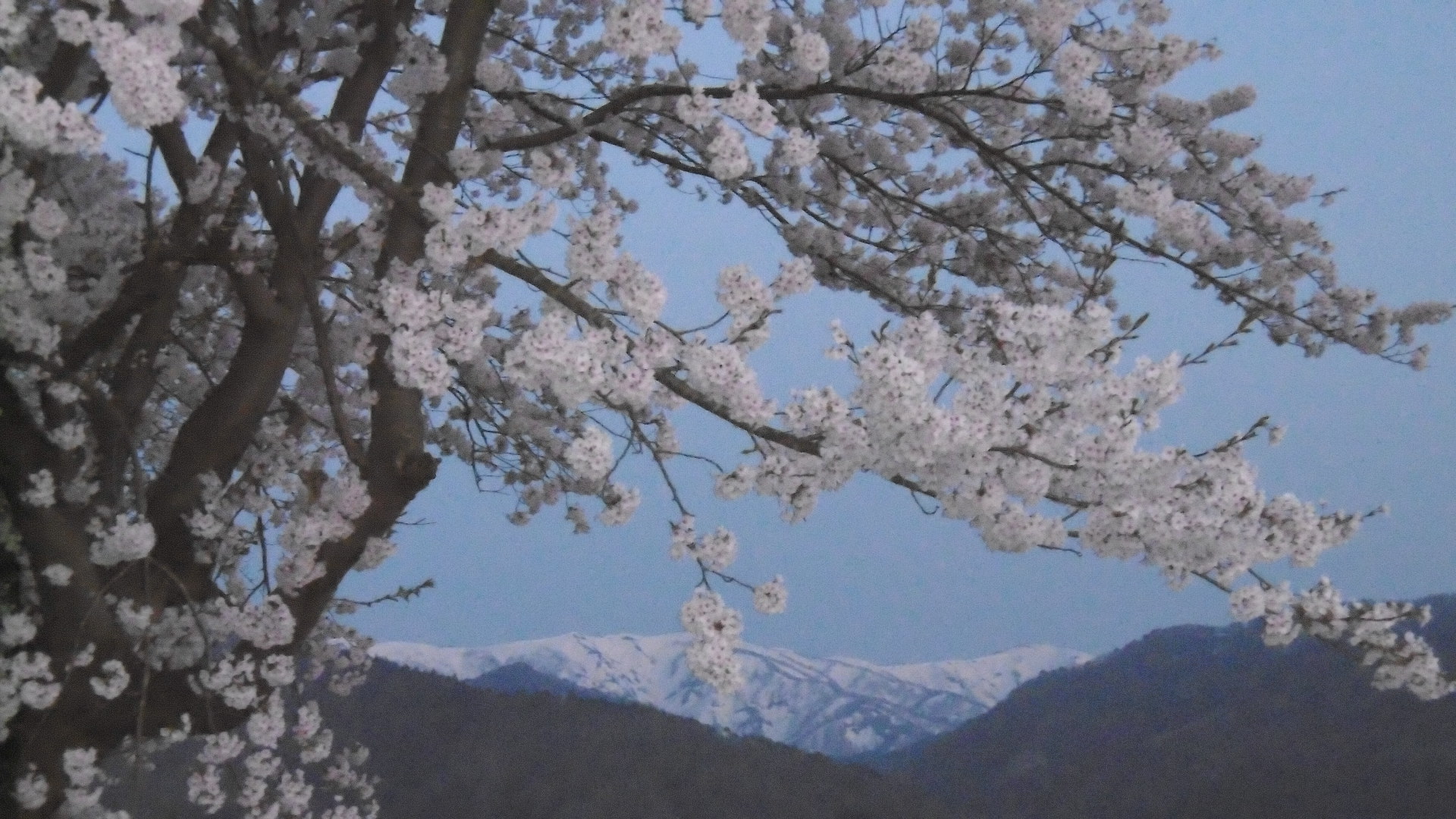 sakura