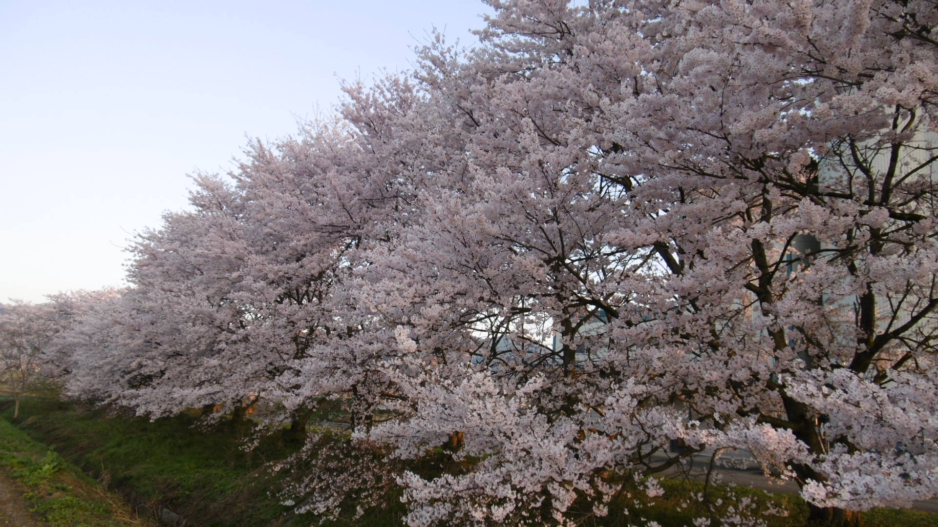sakura